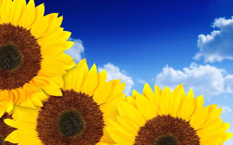 sunflowers, flowers, yellow, 1080P, pure