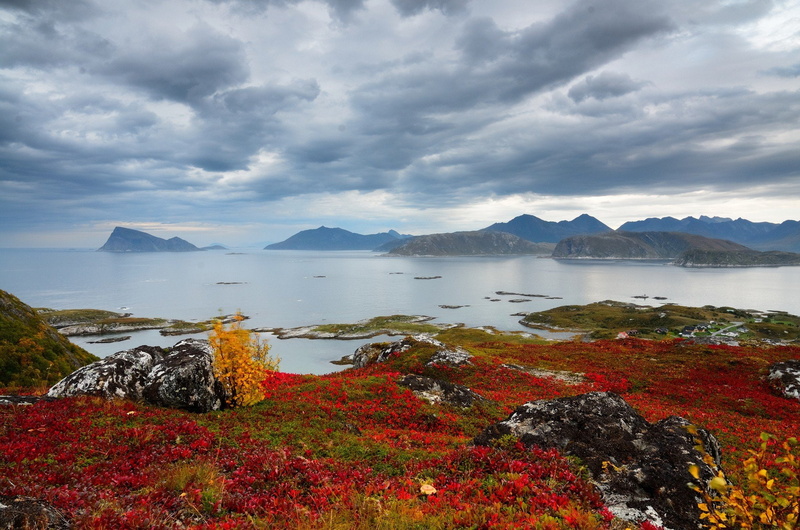 paisaje, lago, flores, 1080P, naturaleza