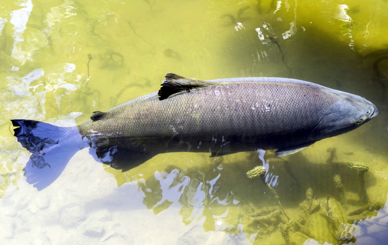 escamas, fish, brazil, agua, one animal, 2K, animals in the wild, water, aquarium, day, animals in captivity, sol, tambaqui, close-up, animal wildlife
