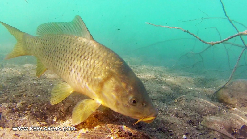 1080P, animales, pez, rio, carpa