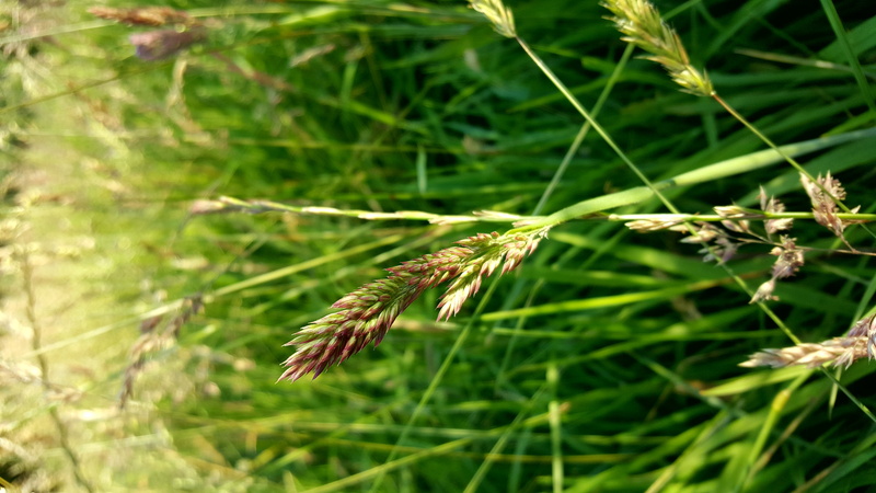 mayo, day, animal themes, ireland, animal, insect, no people, outdoors, growth, 5K, animals in the wild, focus on foreground, plant part, invertebrate