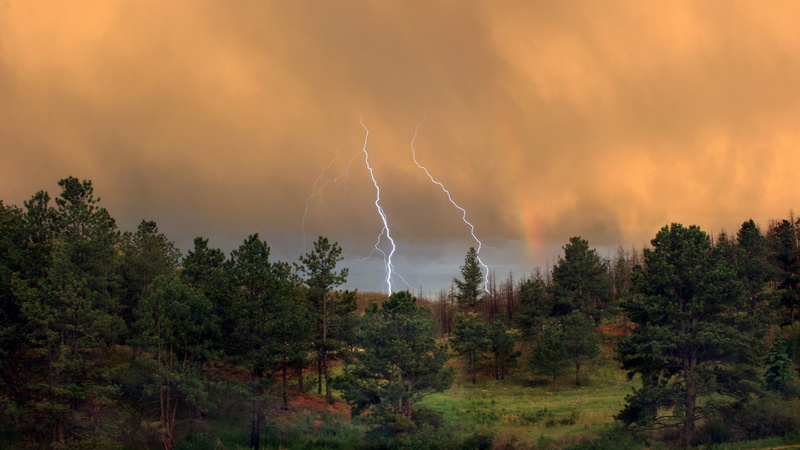 tree, 1080P, cloud - sky, dramatic sky, nature, beauty in nature, sky, lightning, green, leaf, outdoors, storm, scenics - nature, power, forest, clouds