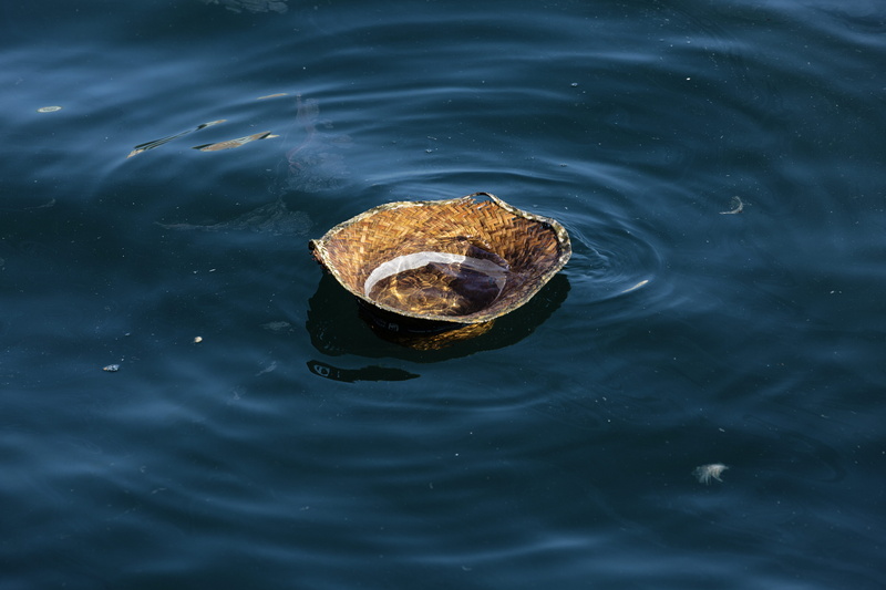 animal wildlife, animal, málaga, outdoors, agua, animal head, one animal, quino, spain, swimming, animal themes, sea, nature, quinoal, day, sombrero de paja