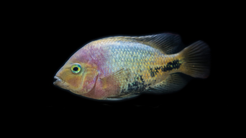 saltwater fish, pet, animal scale, 5K, pink, animals in the wild, sea life, water, studio shot, sea, synspilus, animal eye, green, animal themes, animal wildlife