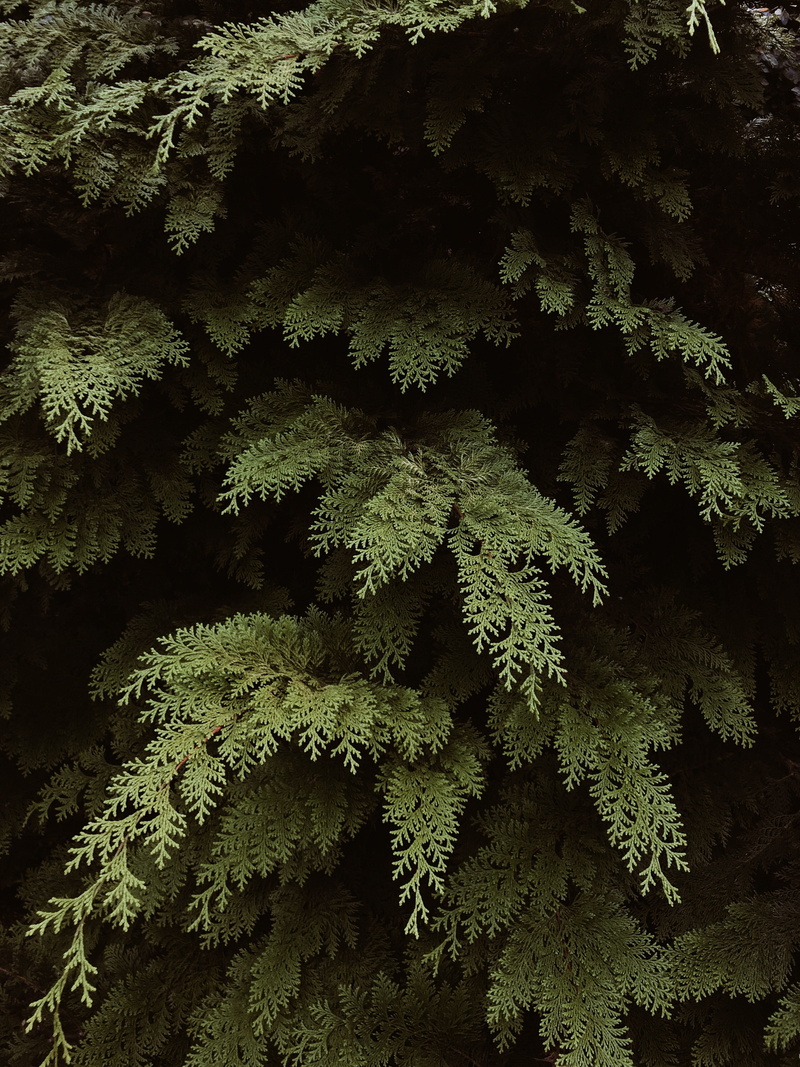 tree, natural beauty, no people, close-up, outdoors, backgrounds, coniferous tree, background, day, tranquility, brazil, nature, freshness, smartphone