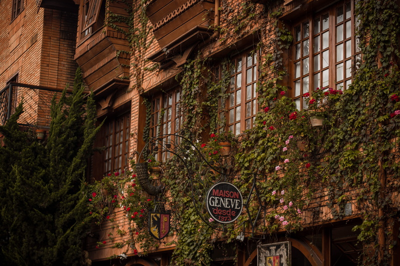 leaf, built structure, building, low angle view, text, orange, architecture, nature, ivy, tree, building exterior, bricks, residential district, western script