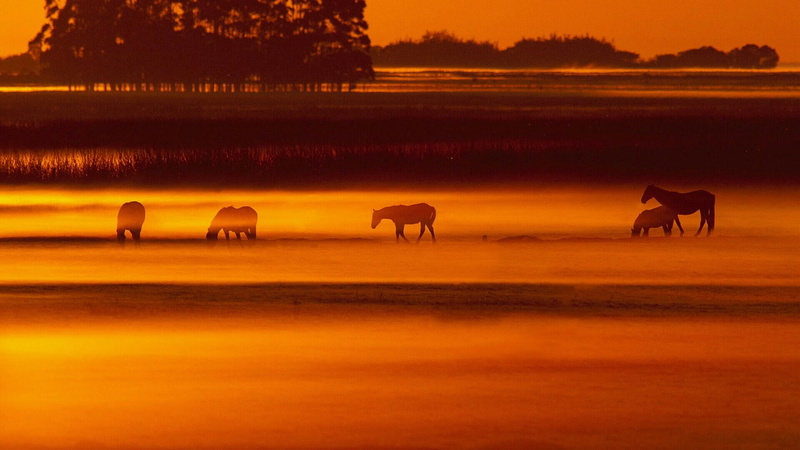 animal themes, sky, nature, afterglow, no people, rio grande do sul, animals, beauty in nature, animal, horses, lake, domestic animals, water, brazil, animal wildlife
