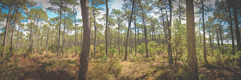 woodland, 8K, trees, plant, day, lacanau océan, outdoors, lacanau, tree trunk, growth, tree, coniferous tree, beauty in nature, france, scenics - nature