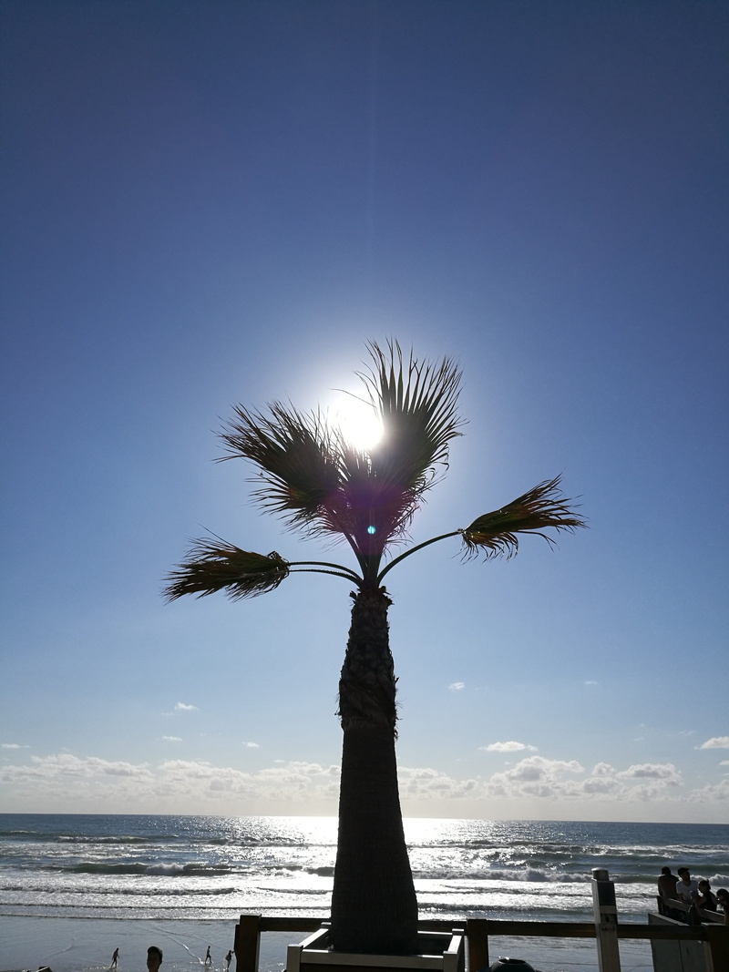 4K, scenics - nature, tropical climate, palm tree, sky, tranquility, outdoors, silhouette, france, lacanau océan, beach, horizon over water, beauty in nature