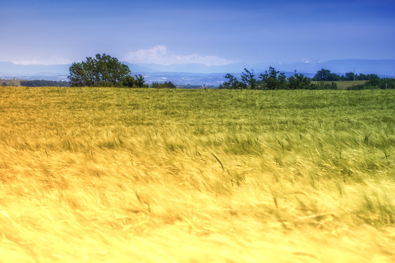 photo, field, Auvergne-Rhône-Alpes, montagnes, summer, green, 5K, agriculture, sky, farm, green Field, outdoors, blé, rural Scene, blue, nature, wheat