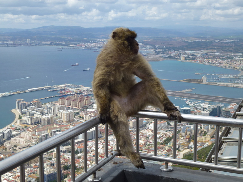 railing, perspective, building exterior, built structure, animal wildlife, landscape, vertebrate, fauna, sky, animal, day, water, cityscape, gibraltar