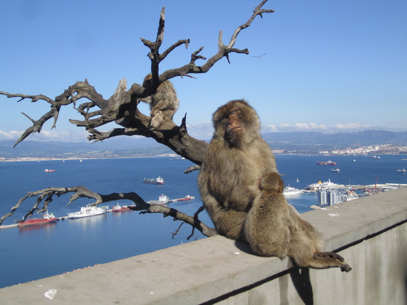 monkeys, gibraltar, monkey, mediterranean sea, tree, animals in the wild, nature, mammal, architecture, blue, animal wildlife, water, vertebrate, sunlight