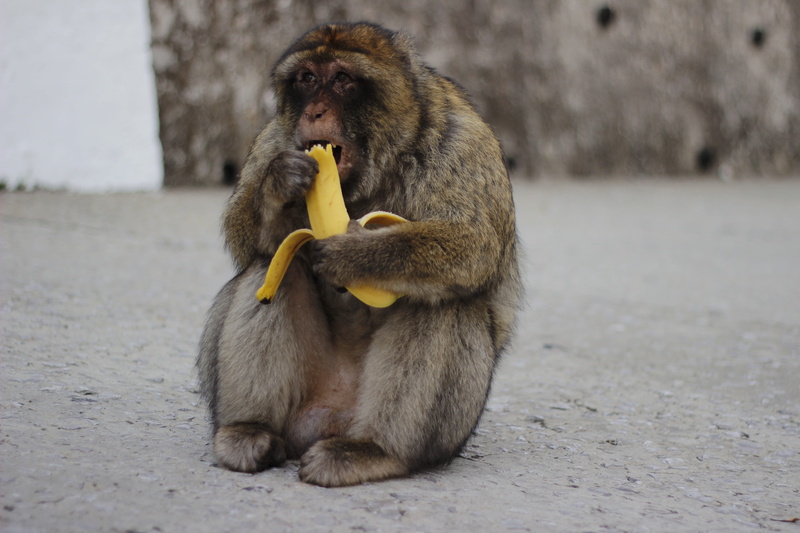 animal family, day, brown, food, eating, monkey, holding, outdoors, 5K, sitting, mammal, young animal, vertebrate, animals in the wild, animal, healthy eating