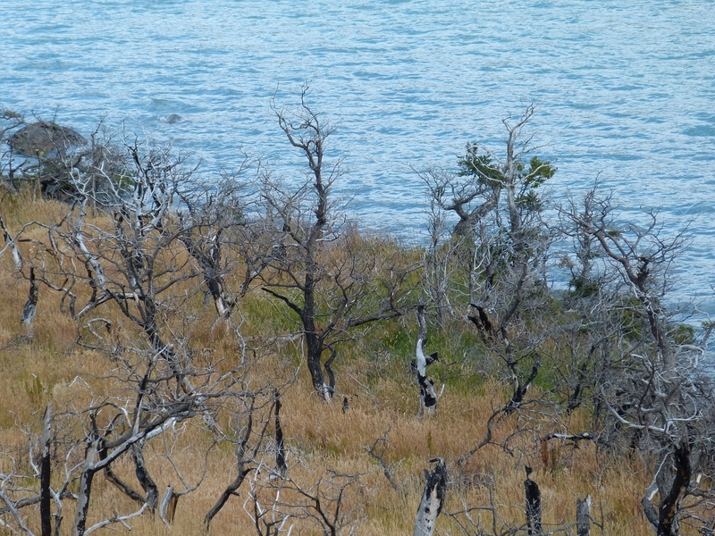 beauty in nature, world natural heritage, bare tree, tranquil scene, growth, plant, no people, 4K, tranquility, nature reserve, outdoors, chile, lake