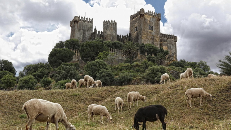 sheep, historic site, grassland, castle, pasture, tree, almodovar del rio, herd, grass, field, spain, sky, castillo de almodovar del rio, cordoba, europe