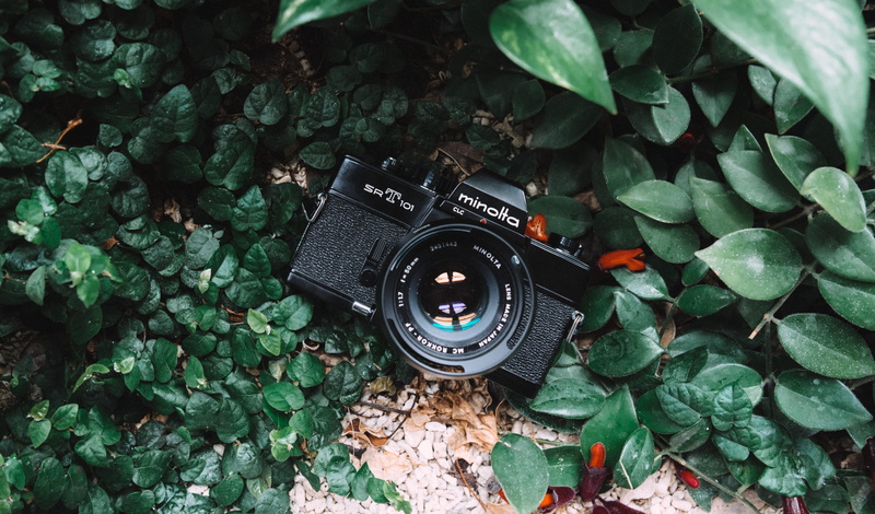 no people, angle, day, black, plant, high angle view, 5K, film, camera - photographic equipment, dslr, plant part, photography themes, leaves, photographic equipment