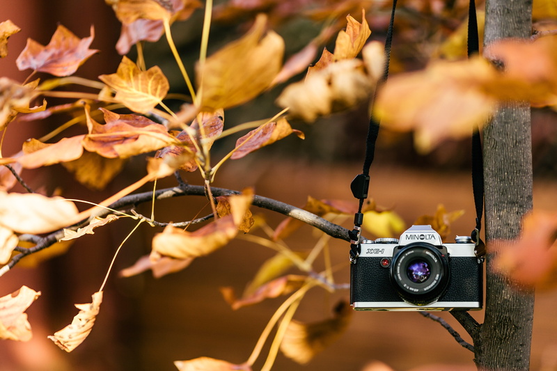 dslr, day, sunlight, old-fashioned, photo, antique, old, negative, retro, film, white, old camera, no people, plant, gray, film camera, tree, branch, professional