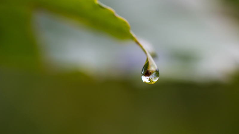 close, green Color, water, plant, water droplet, reflection, raindrop, close-up photography, 4K, nature, leaf, MACRO, makro, drop, Reflektion, vatten