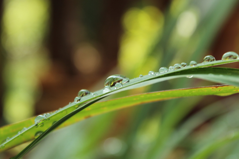 macro, green Color, plant, dew, water, rain, wet, nature, drops, drop, green leaf, 5K, photo, close, droplets, lemongrass, close-up, grass, freshness