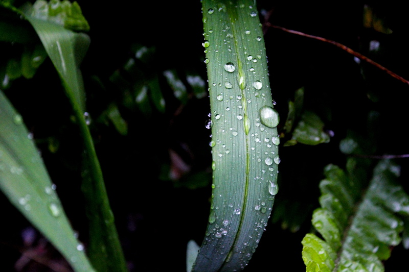 blade of grass, purity, plants, raindrops, environment, drop of water, macro, after the rain, drop, drops, dew, waterdrop, plant, selective focus, nature