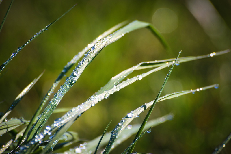 summer, drops, nature, dagg, freshness, close-up, leaf, wet, green grass, raindrop, outdoors, green, Dew, macro, water, photo, rain, green Color, close