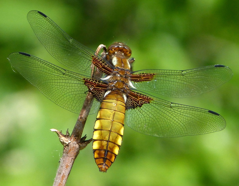 Libellula depressa, animal Wing, bodied, 2K, broad, macro, binomial, nature, chaser, Libellula  depressa, brown, wildlife, insect, branch, Broad-bodied  Chaser