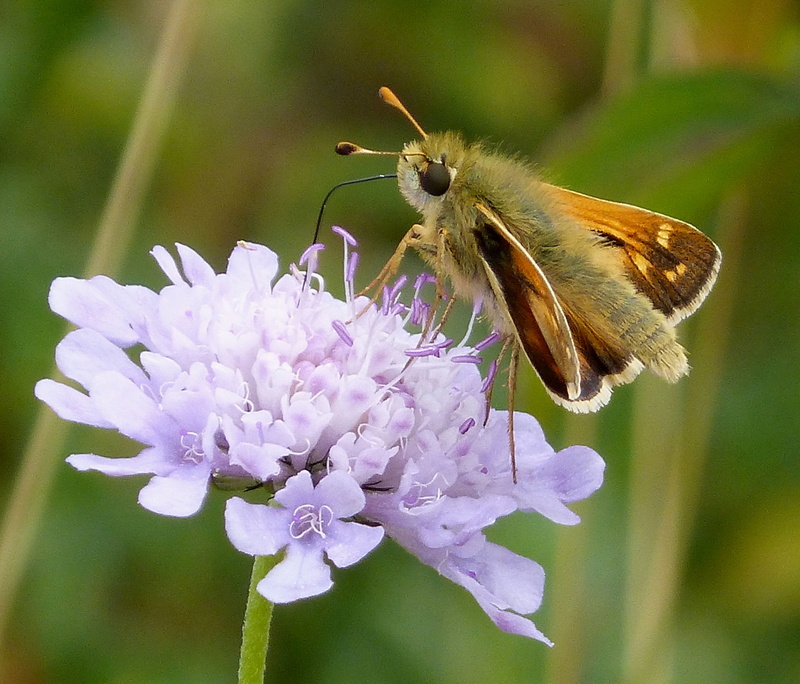 butterfly - Insect, summer, focus, taxonomy, purple flower, 2K, male, photography, shallow focus, nature, silver, shallow, binomial, spotted, Hesperia comma