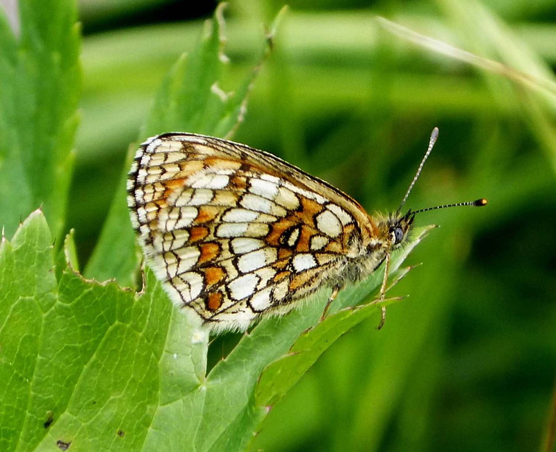 taxonomy, green, butterfly, beige, black, Heath Fritillary, leaf, brown, macro, top, butterfly - Insect, underwing, close-up, beauty In Nature, insect