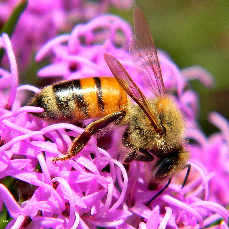 taxonomy, nature, insect, macro, binomial, 480P, close-up, Palm Beach County  Florida, pollen, Asteraceae, Apidae, pollination, wildflowers, honey, petaled