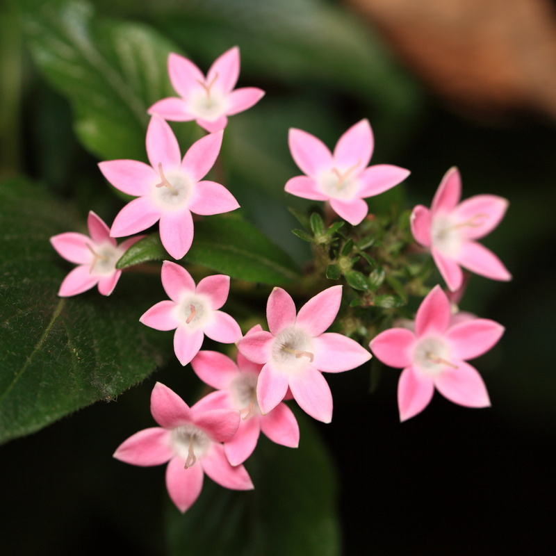 nature, resolution, f/2, pink Color, hi-res, beauty In Nature, plant, Canon EF, 2K, Macro, petal, Egyptian, pink, taxonomy, binomial, flower, Pentas lanceolata