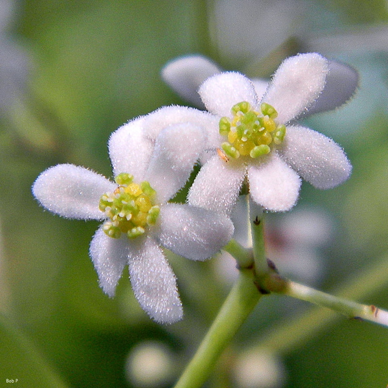 family, palm beach county, torchwood, close-up, Nectandra, flower, white, coastal, Lauraceae, binomial, north palm beach  Florida, branch, flowers, flowering  trees