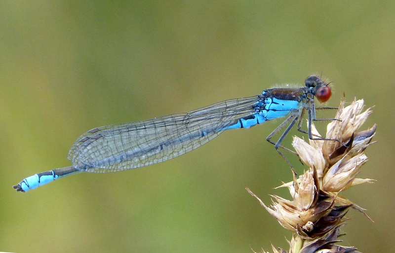 black, animal Wing, taxonomy, Red-eye, animal, 4K, Erythromma viridulum, damselfly, summer, blue, Erythromma  viridulum, binomial, Small, close-up, insect