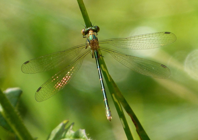 wildlife, animal, insect, green, photo, Emerald Damselfly, summer, grass, animal Wing, close-up, Common  Emerald, 2K, macro, Common Emerald, Lestes  sponsa
