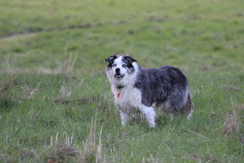 green color, nature, no people, portrait, collie, head, plant, field, emotion, blue merl, domestic animals, happiness, 5K, pet, dog, mammal, purebred dog