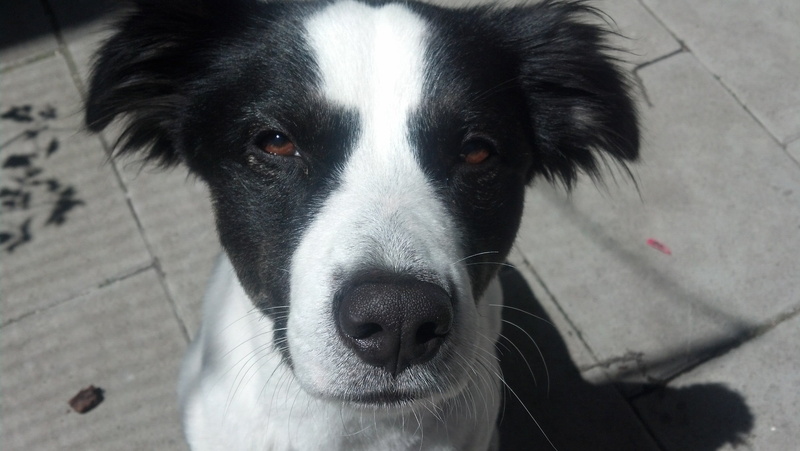 whisker, border collie, vertebrate, focus on foreground, dog, snout, day, domestic animals, animal nose, canine, one animal, boarders, domestic, animal body part