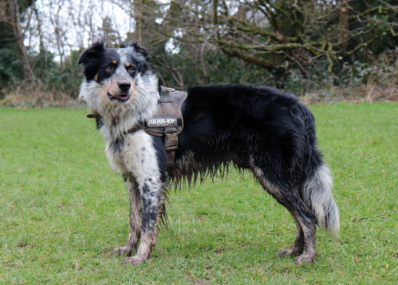 domestic animals, purebred dog, 4K, hound, farming, doggy, domestic, harness, no people, mud, canine, boarder collie, dog, pets, running, plant, collie