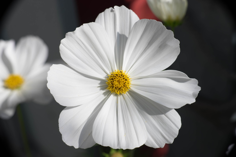 daisy, yellow, beauty In Nature, 5K, flower, petal, white, close-up, springtime, outdoors, Blumen, plant, summer, nature, white Daisy, freshness