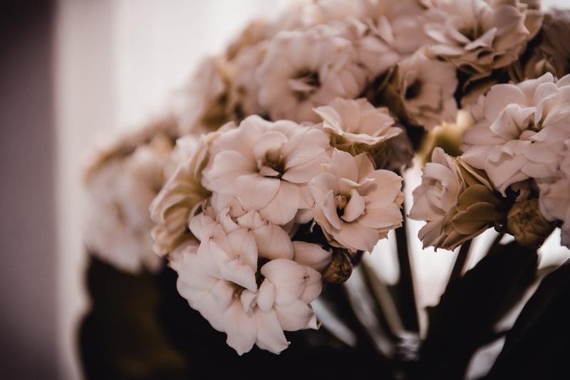 fragility, flora, growth, plant, natural, day, blooming, no people, flower head, vulnerability, aroma, white color, colors, selective focus, close-up, flowering plant