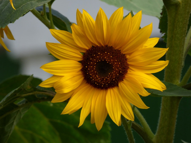 agriculture, close, close-up, Sunflower, beauty In Nature, summer, 720P, yellow, photograph, petal, Flower, close up, plant, leaf, Blumen, nature