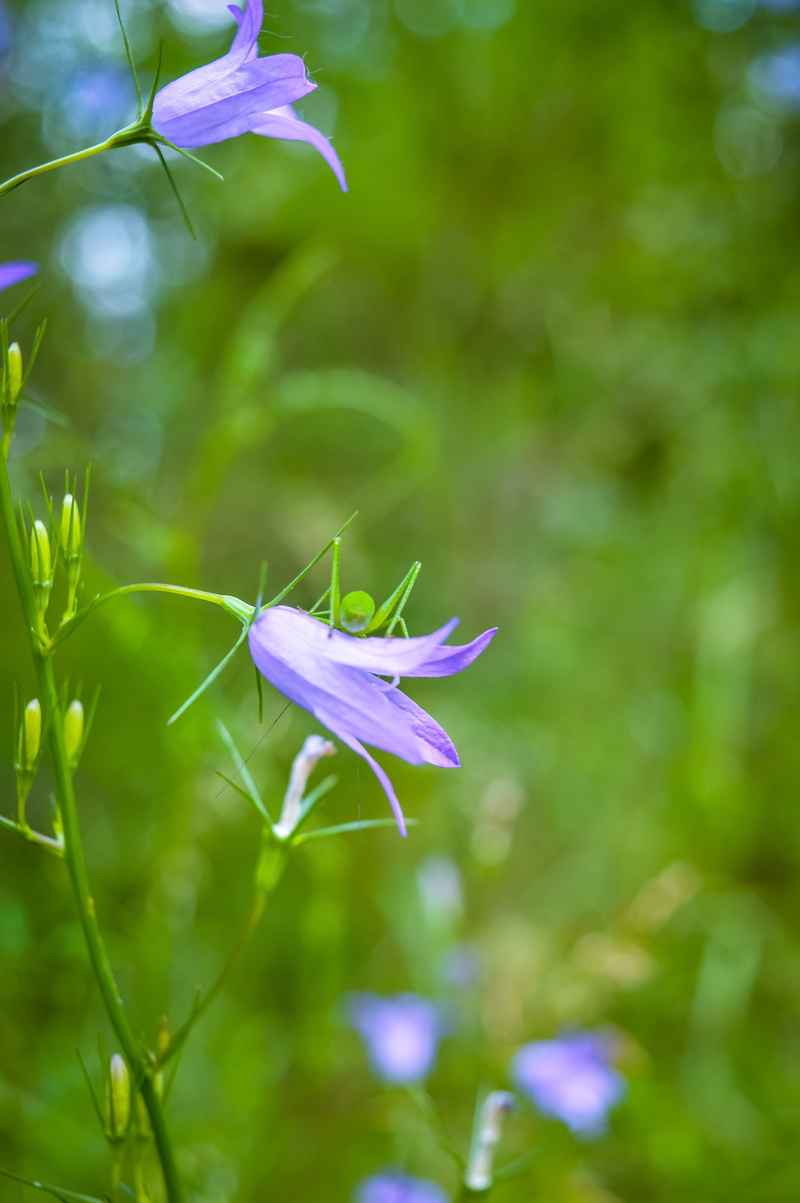 5K, beauty in nature, flower head, selective focus, green color, freshness, forest, summer, blumen, plant, no people, vulnerability, fragility, purple