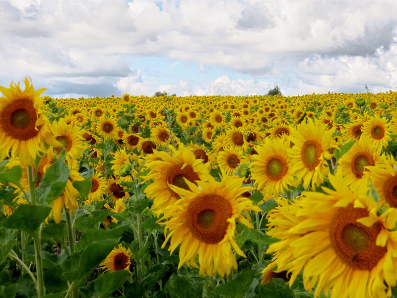 4K, plant, agriculture, field, nature, farm, rural Scene, daytime, flower, summer, Blumen, yellow, sunflower, sky, outdoors