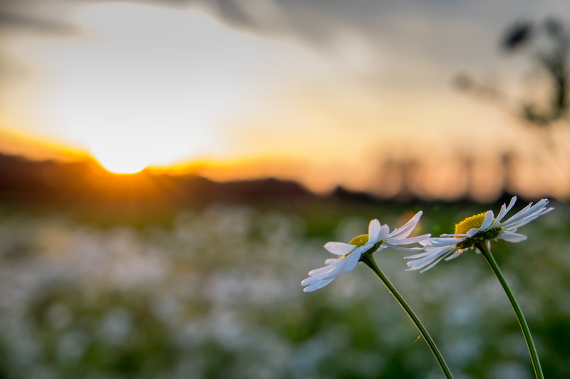 Bad Aibling, Landscape, XT, 1080P, photography, yellow, outdoors, meadow, closeup photography, springtime, Camomile, Sunset, closeup, II, Sommer, Summer