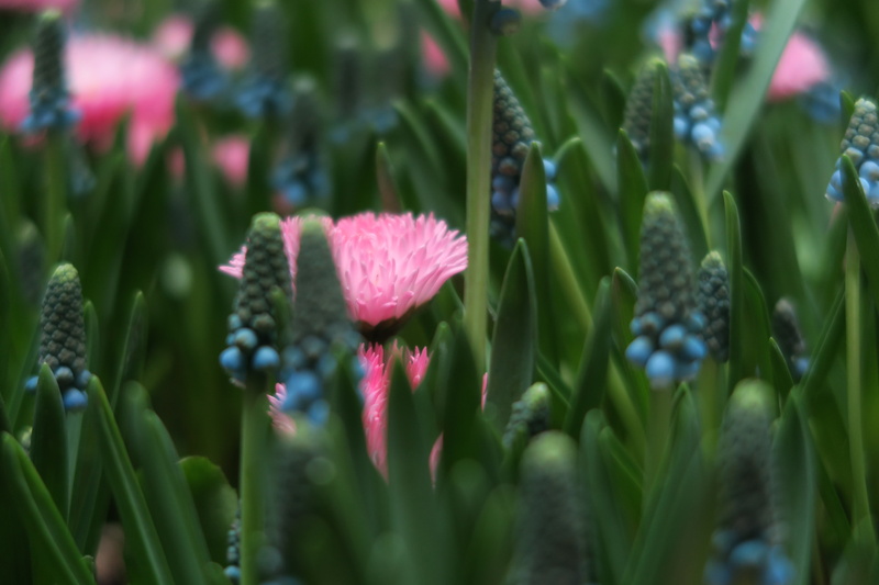 Ice plant, hyacinth, ice, 5K, flower, Frühling, blossom, green Color, flower Head, plant, daytime, plant field, field, spring, Bellis perennis, Blumen