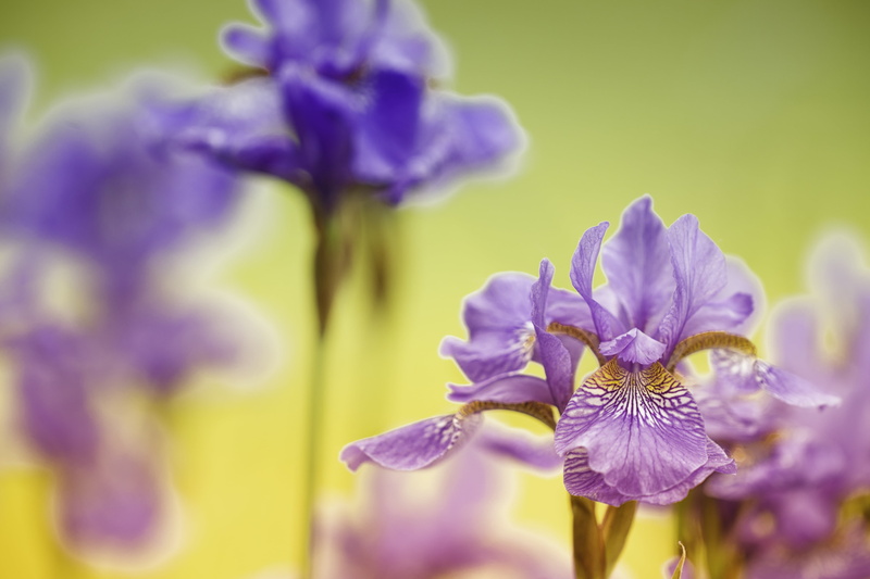 5K, Blumen, plant, Fauna, photo, Frühling, summer, beauty In Nature, Canon EOS 6D, focus, Lilie, nature, poisonous, petal, Lirio, púrpura, flower, close-up