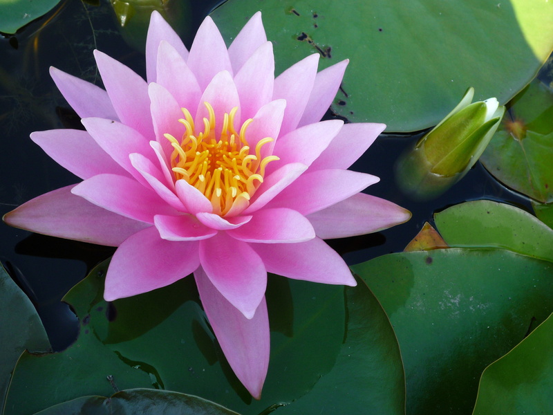 Natur, botany, flowers, plant, leaf, München, untitled, m, Blumen, beauty In Nature, lotus Water Lily, 2K, flower Head, water Lily, nature, pond, flower