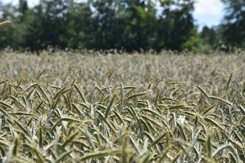 corn, nature, field, 5K