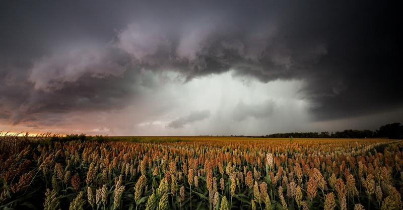 growth, rural scene, no people, land, tranquil scene, plants, field, beauty in nature, corn, storm, sky, environment, scenics - nature, agriculture, tranquility