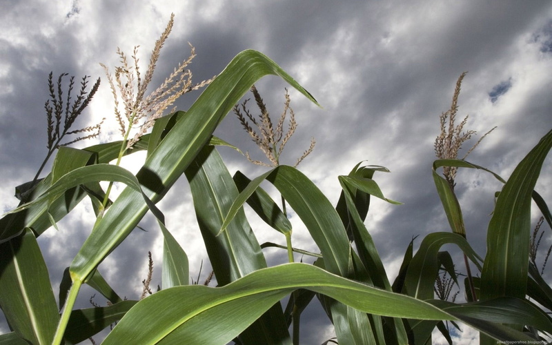 plant, corn, outdoors, field, plant part, growth, no people, flowers, cloud - sky, 1080P, green color, nature, agriculture, beauty in nature, sky, cereal plant