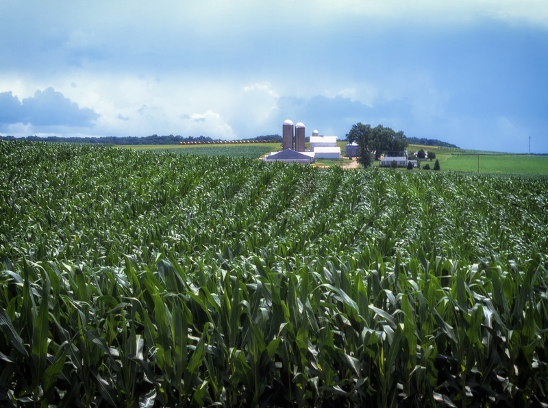 day, 1080P, environment, nature, growth, beauty in nature, cloud - sky, corn - crop, scenic, corn, countryside, no people, farm, land, plant, near, outside