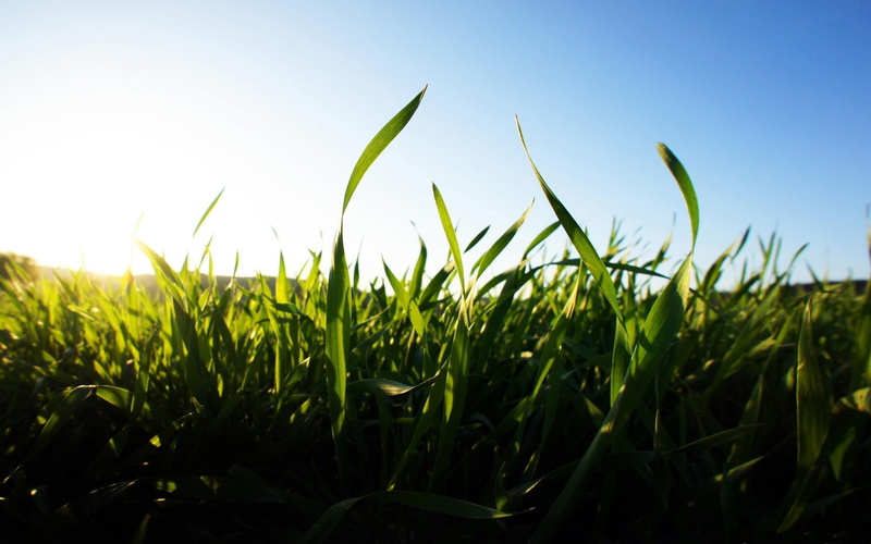 nature, clear sky, agriculture, outdoors, crop, corn, tranquility, rural scene, landscape, cereal plant, plants, corn - crop, beauty in nature, no people